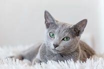 A grey cat with green eyes is lying on a fluffy white rug, looking towards the camera.